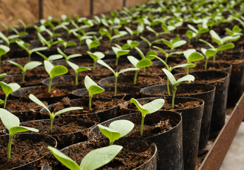 富士メロンの苗