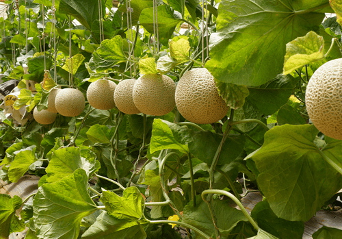 富士メロンの育て方