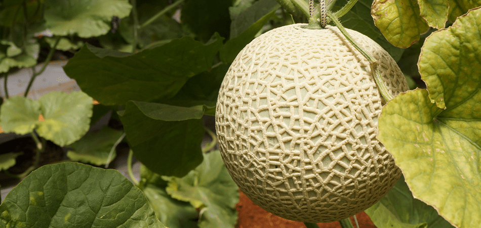 TRAN THI VAN ANH (チャン・ティ・バン・アイン)