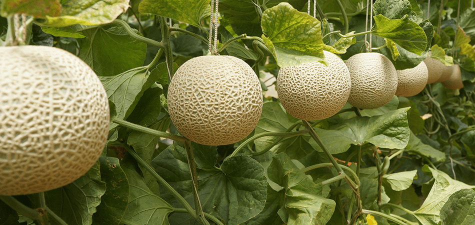 KOJI ARITA (有田 幸司)